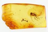 Detailed Fossil Fungus Gnat (Mycetophilidae) and Moss in Baltic Amber #300714-1